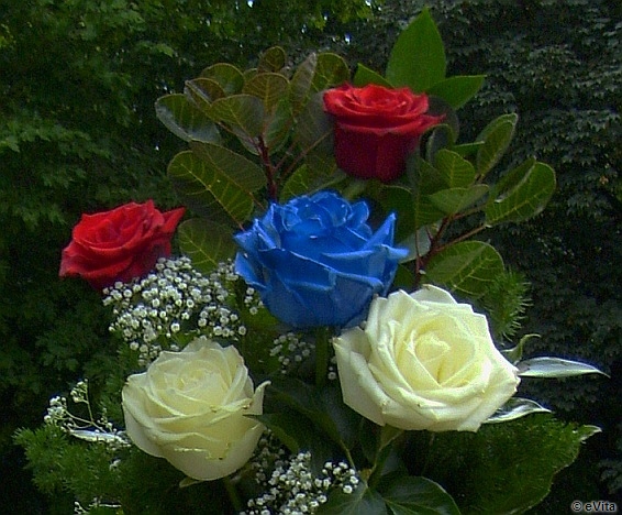 Kohányi Társaság, kék rózsa